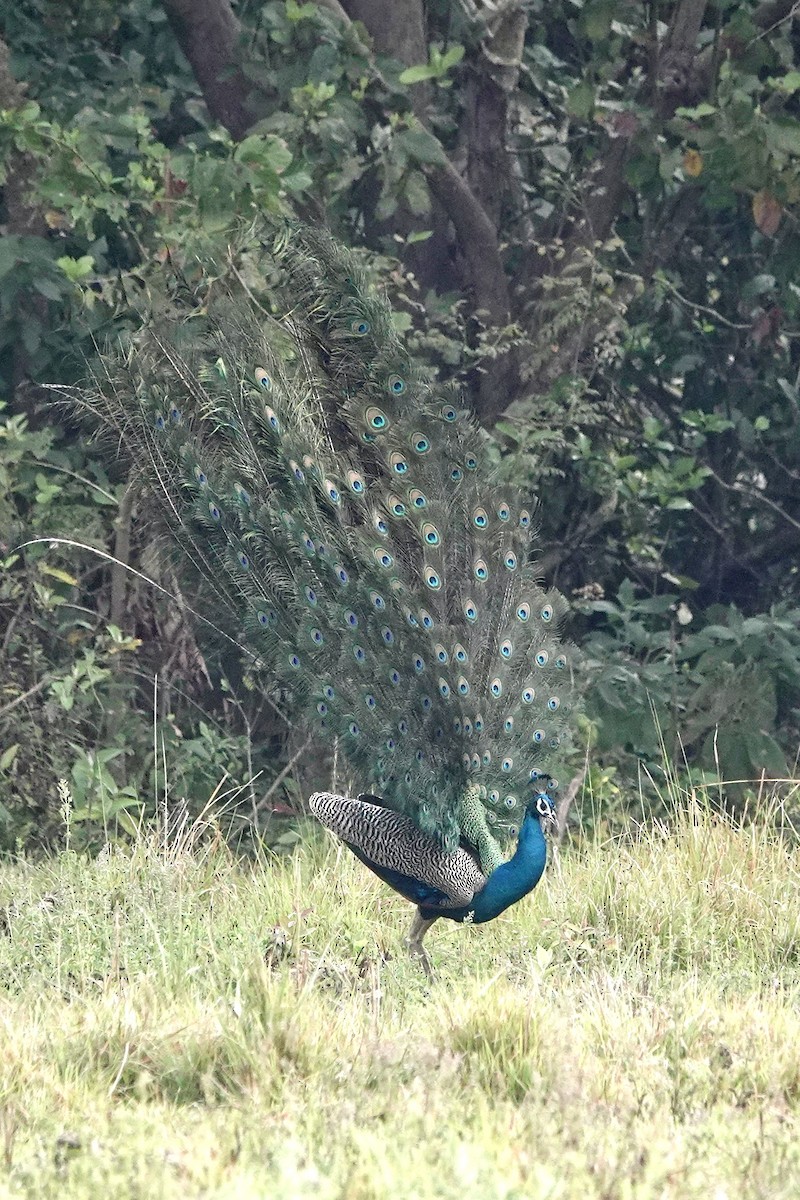 Indian Peafowl - ML616758138