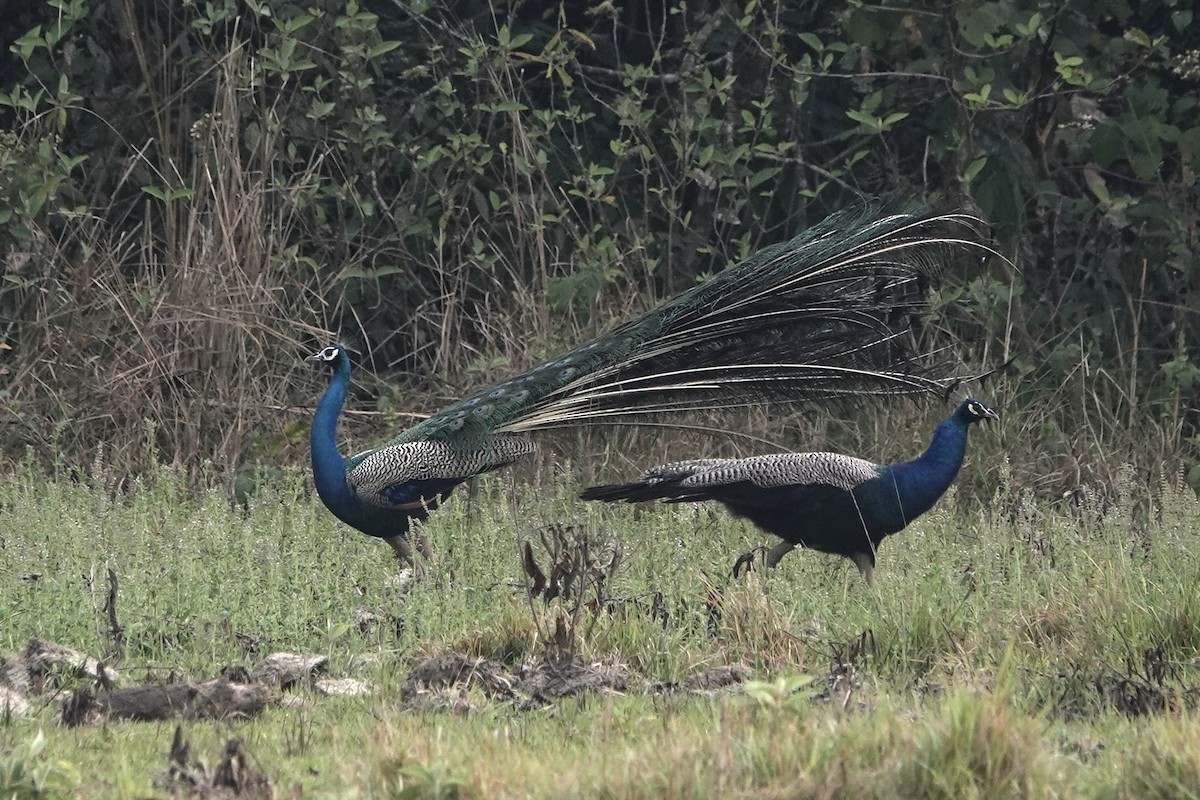 Indian Peafowl - ML616758140