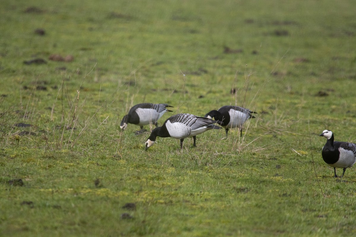 Barnacle Goose - Torsten Heikaus