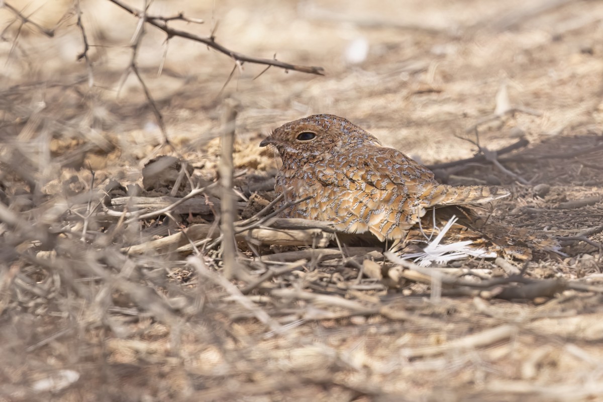 Golden Nightjar - ML616758153