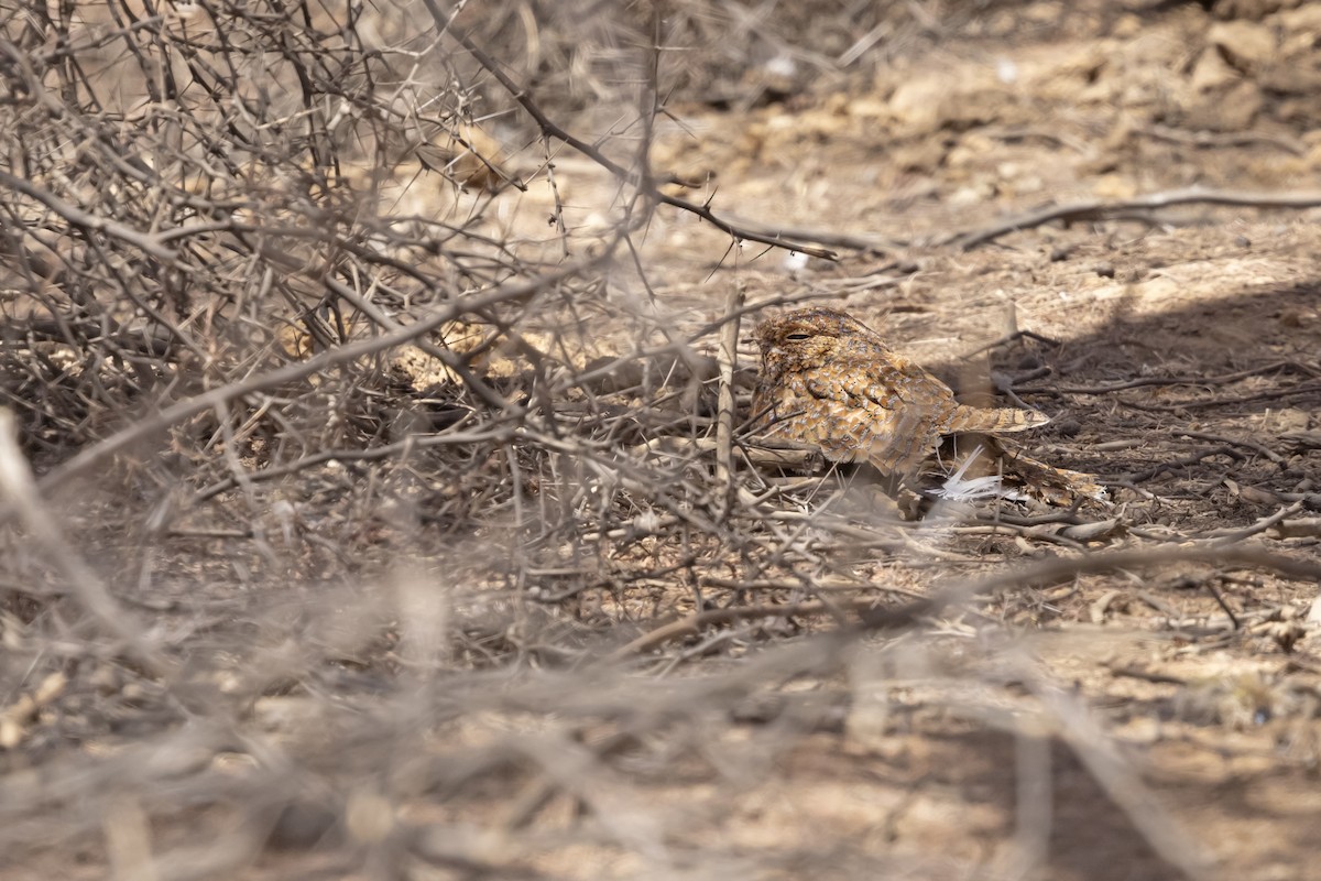 Golden Nightjar - ML616758154