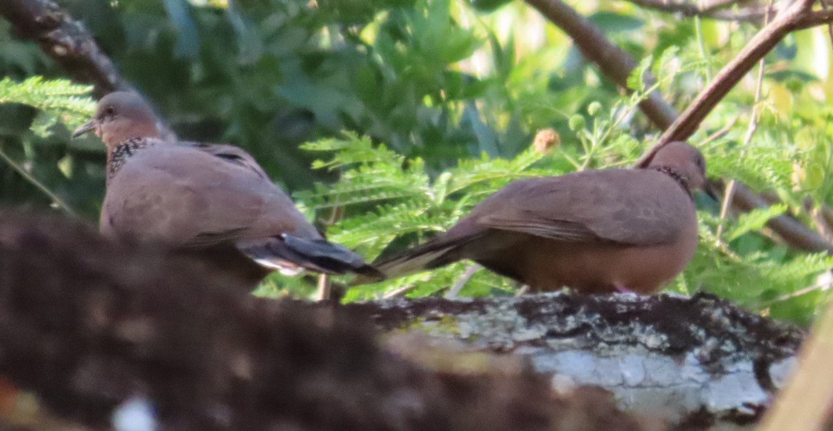 Spotted Dove - ML616758192