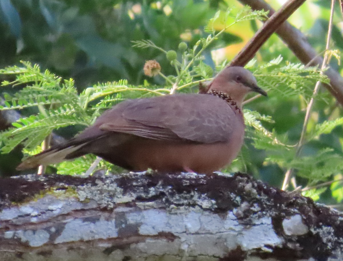 珠頸斑鳩 - ML616758193