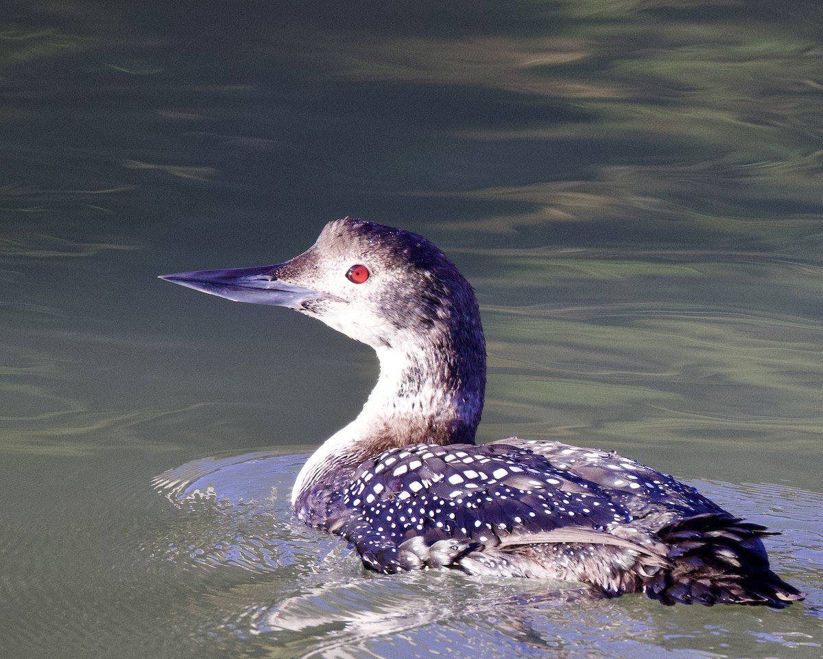 Common Loon - Dave Bengston