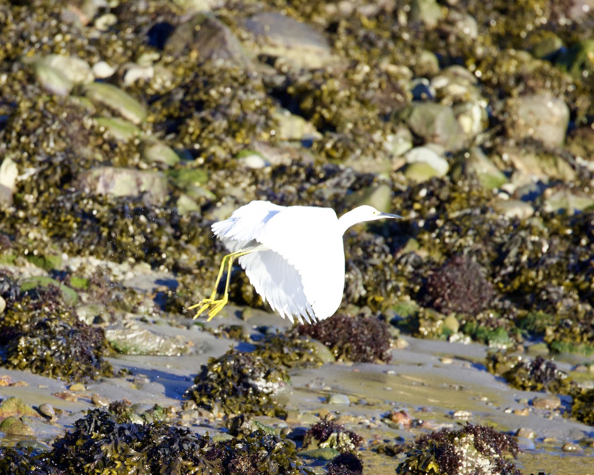 Snowy Egret - Dave Bengston