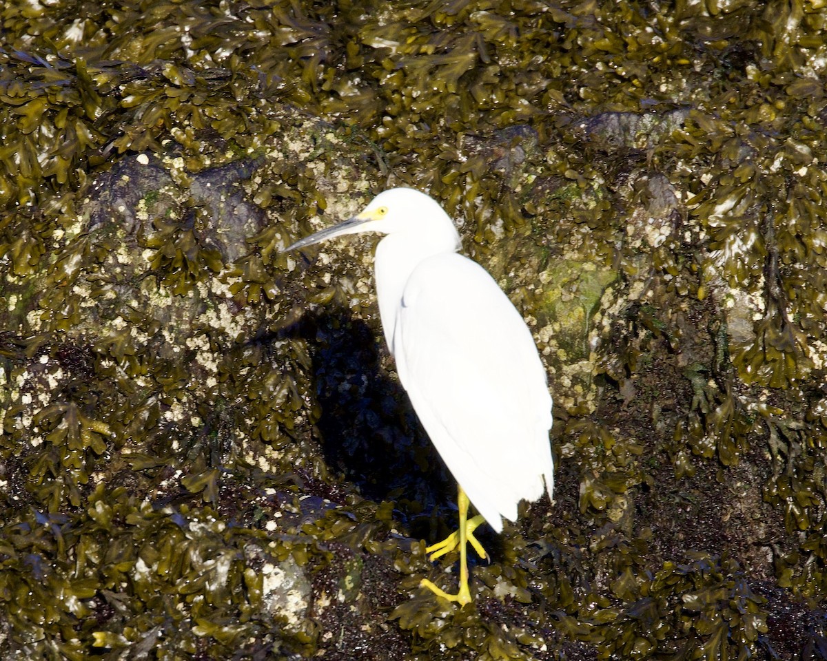 Snowy Egret - Dave Bengston