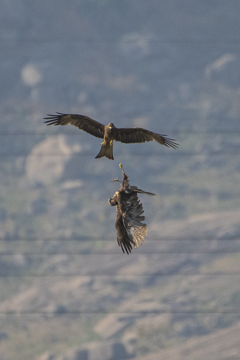 Western Marsh Harrier - ML616758251