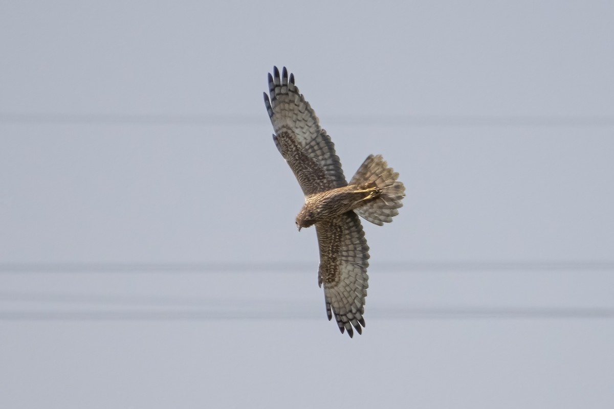 Eastern Marsh Harrier - Ahmad Najam Saquib