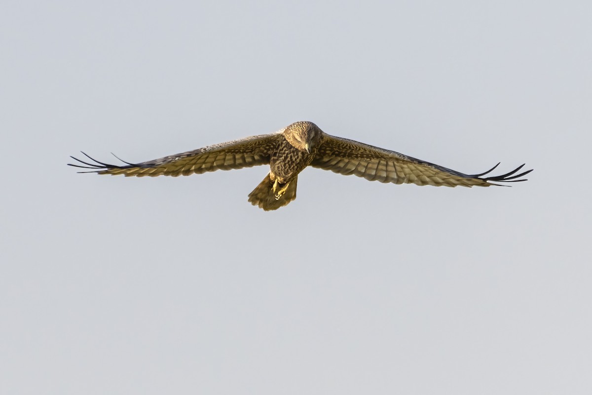 Eastern Marsh Harrier - ML616758266