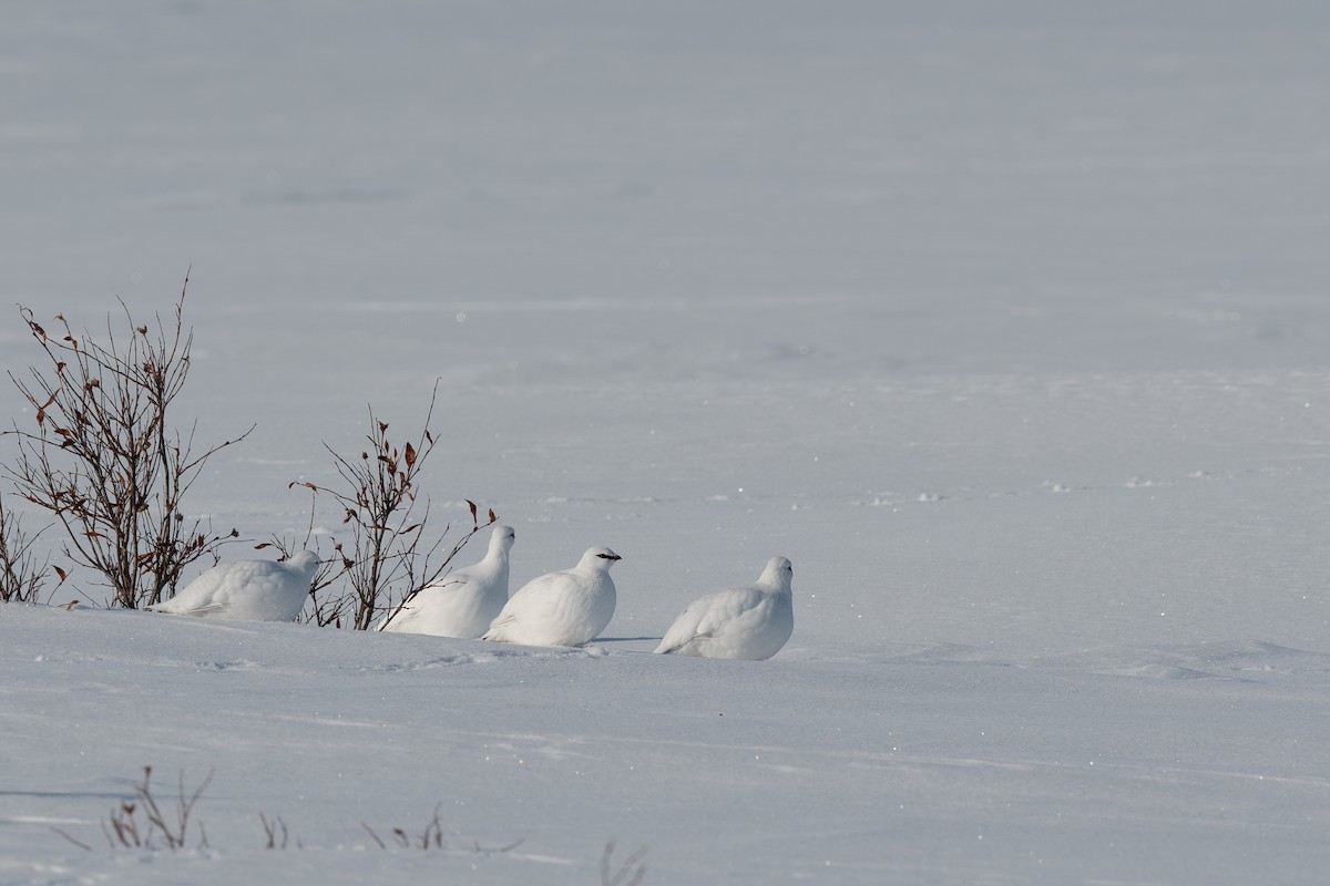 Rock Ptarmigan - Steve Heinl