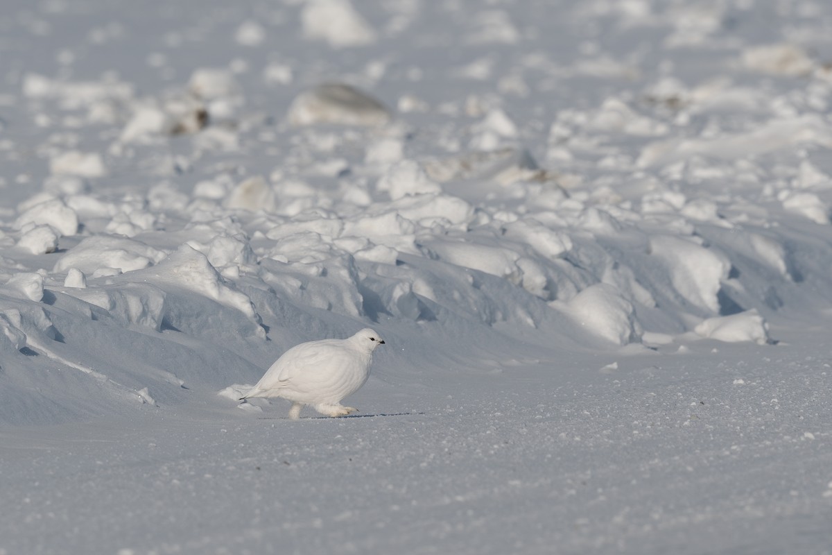 Rock Ptarmigan - Steve Heinl