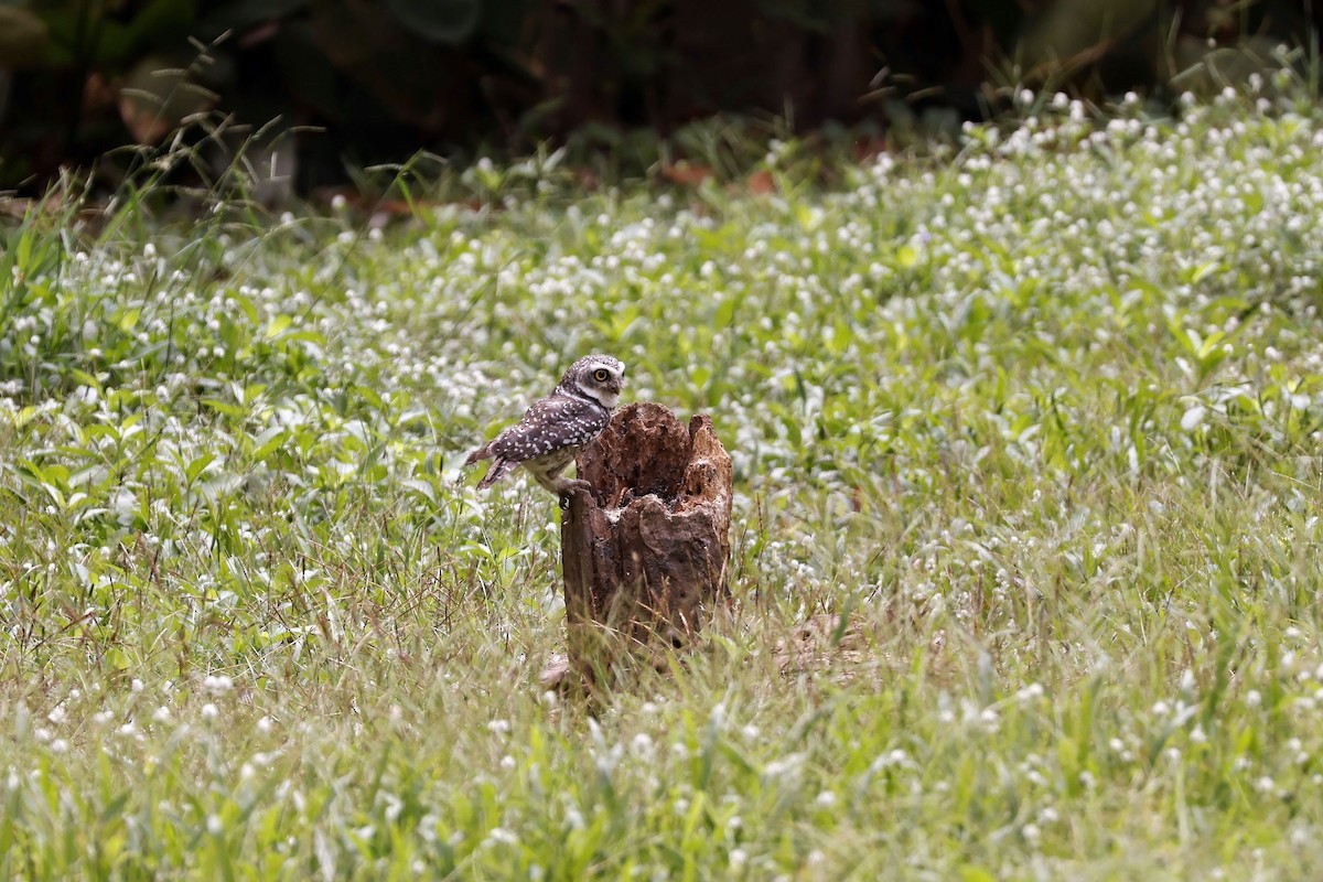 Spotted Owlet - ML616758281