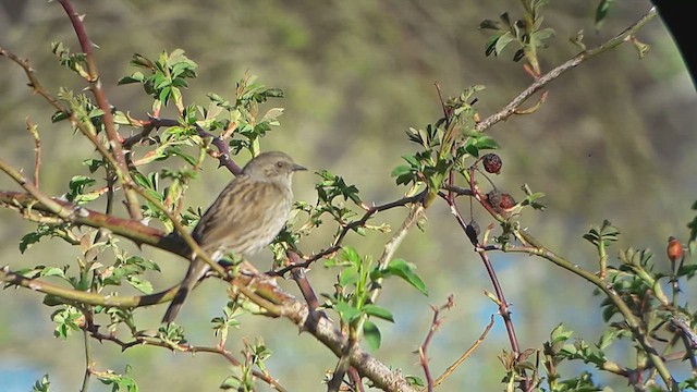 Dunnock - ML616758293