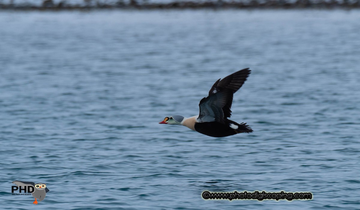 Eider à tête grise - ML616758309