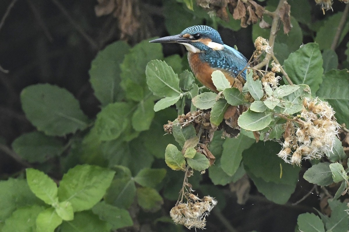 Common Kingfisher - ML616758311