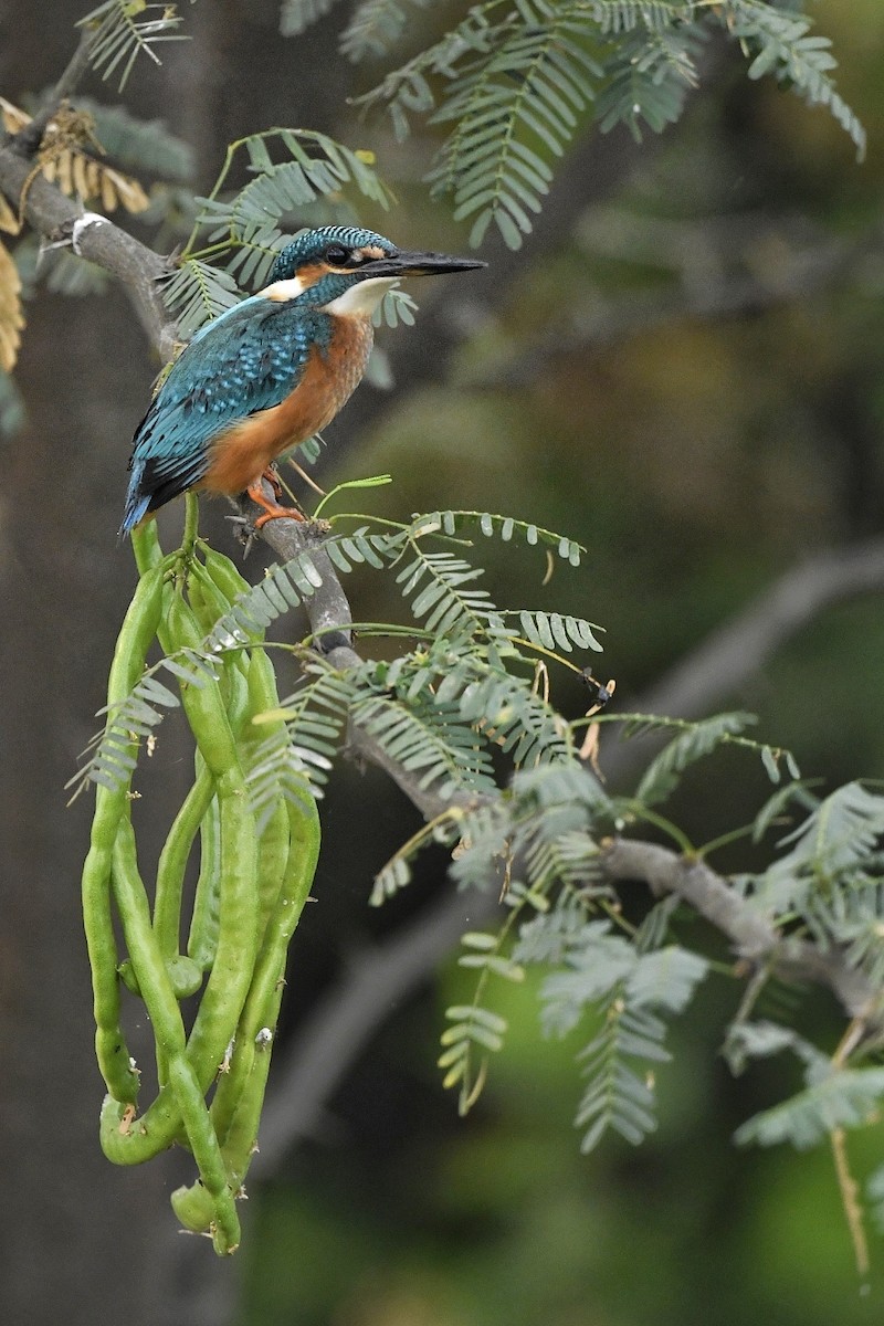 Common Kingfisher - ML616758312