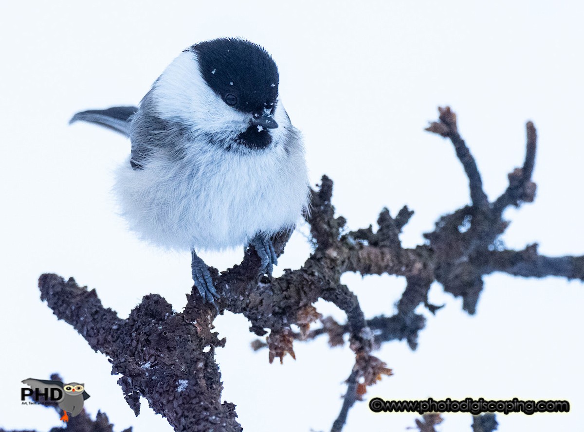 Willow Tit - ML616758315