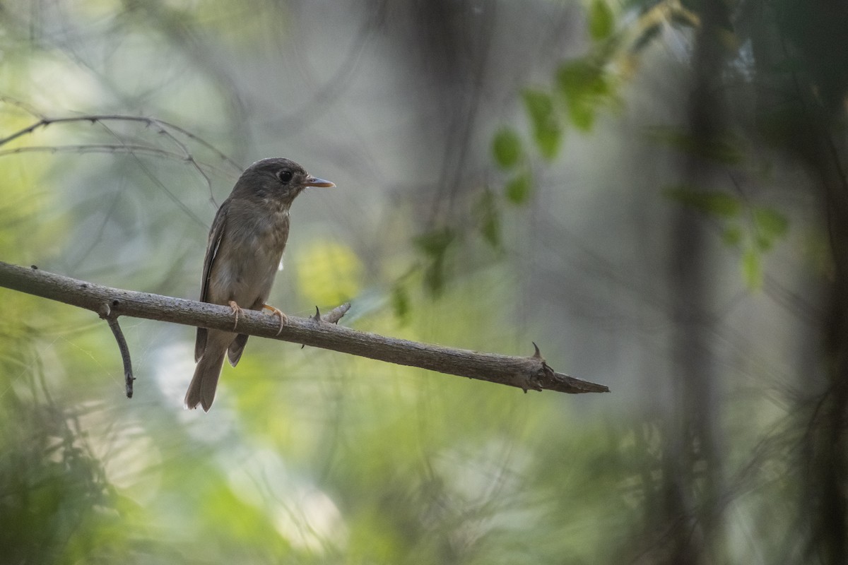 Brown-breasted Flycatcher - ML616758453