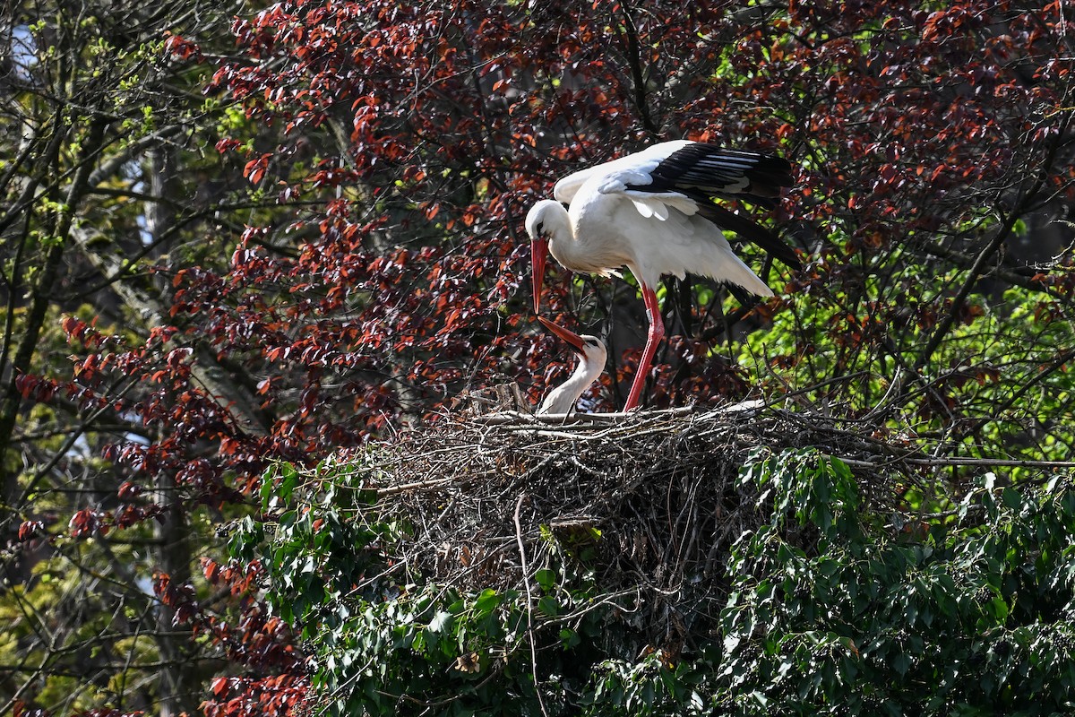 White Stork - Maryse Neukomm