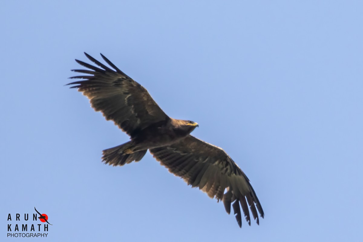 Indian Spotted Eagle - ML616758478