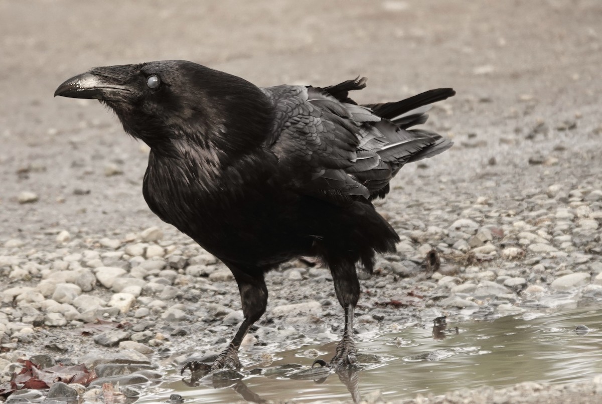 Common Raven - franci Holtslander