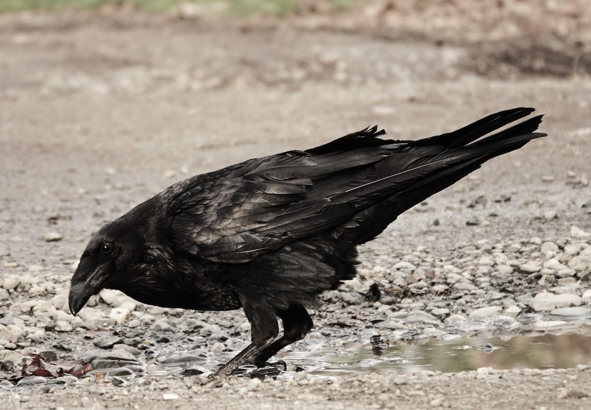 Common Raven - ML616758484