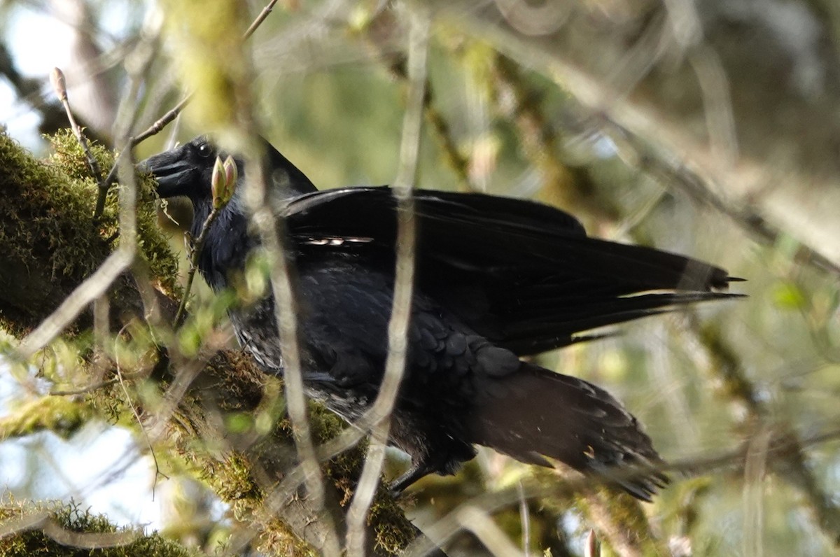 Common Raven - ML616758485