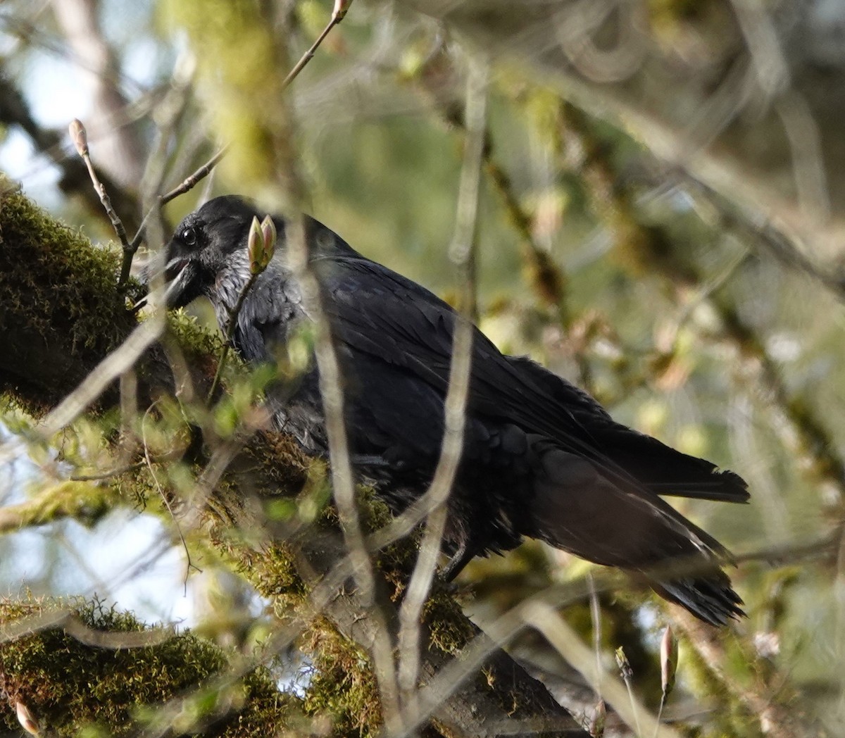 Common Raven - ML616758486