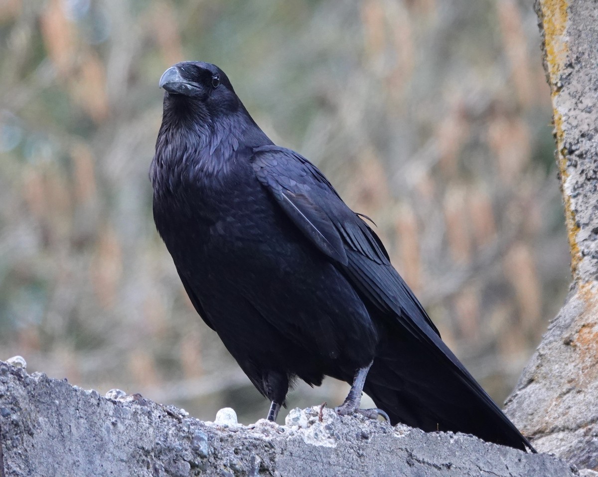 Common Raven - ML616758489