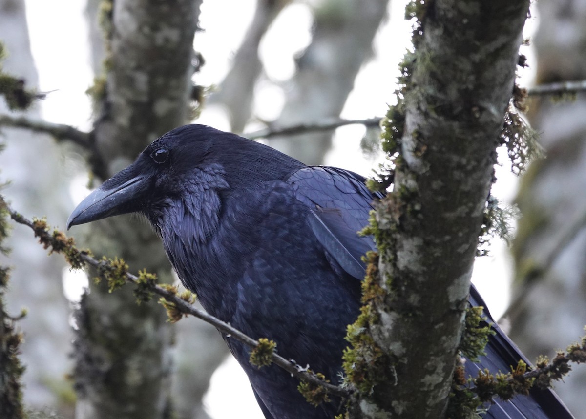 Common Raven - ML616758490