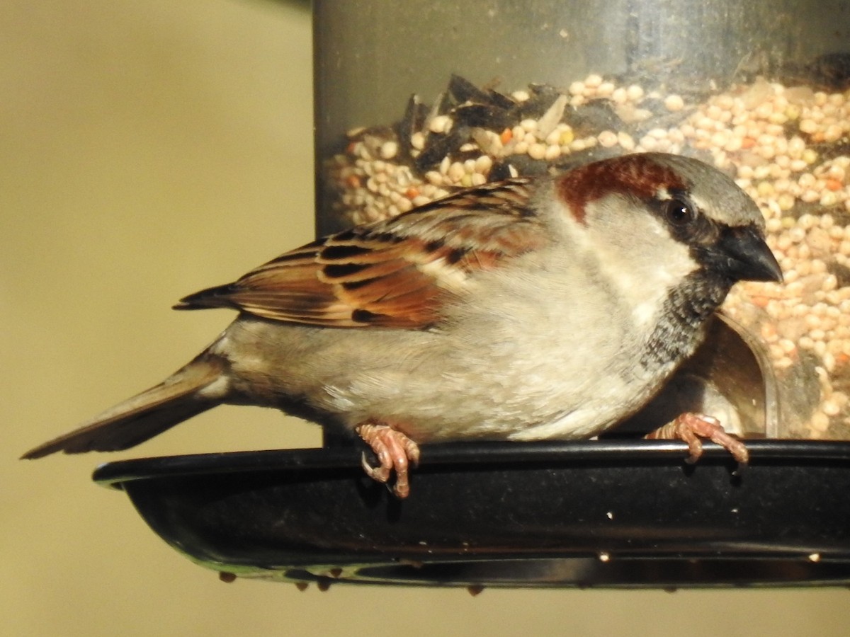 House Sparrow - ML616758491