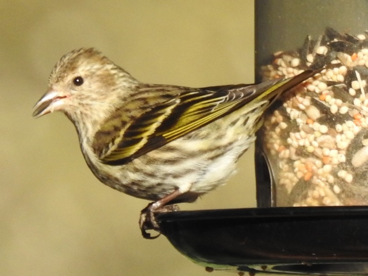 Pine Siskin - ML616758498