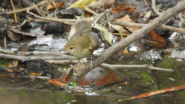 Blyth's Reed Warbler - ML616758519