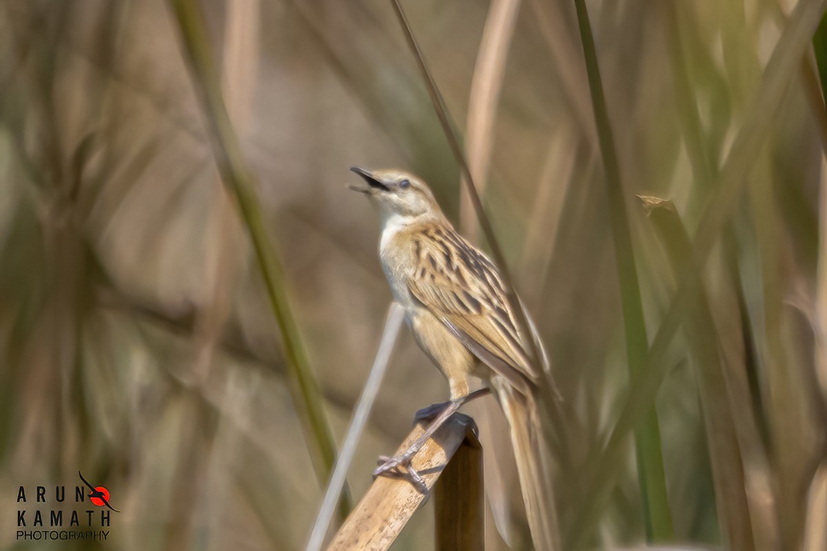 Striated Grassbird - Arun Kamath