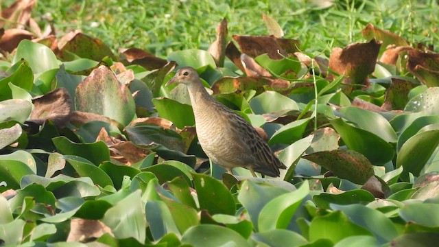 Watercock - ML616758549