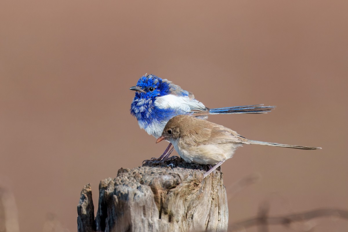 White-winged Fairywren - ML616758562