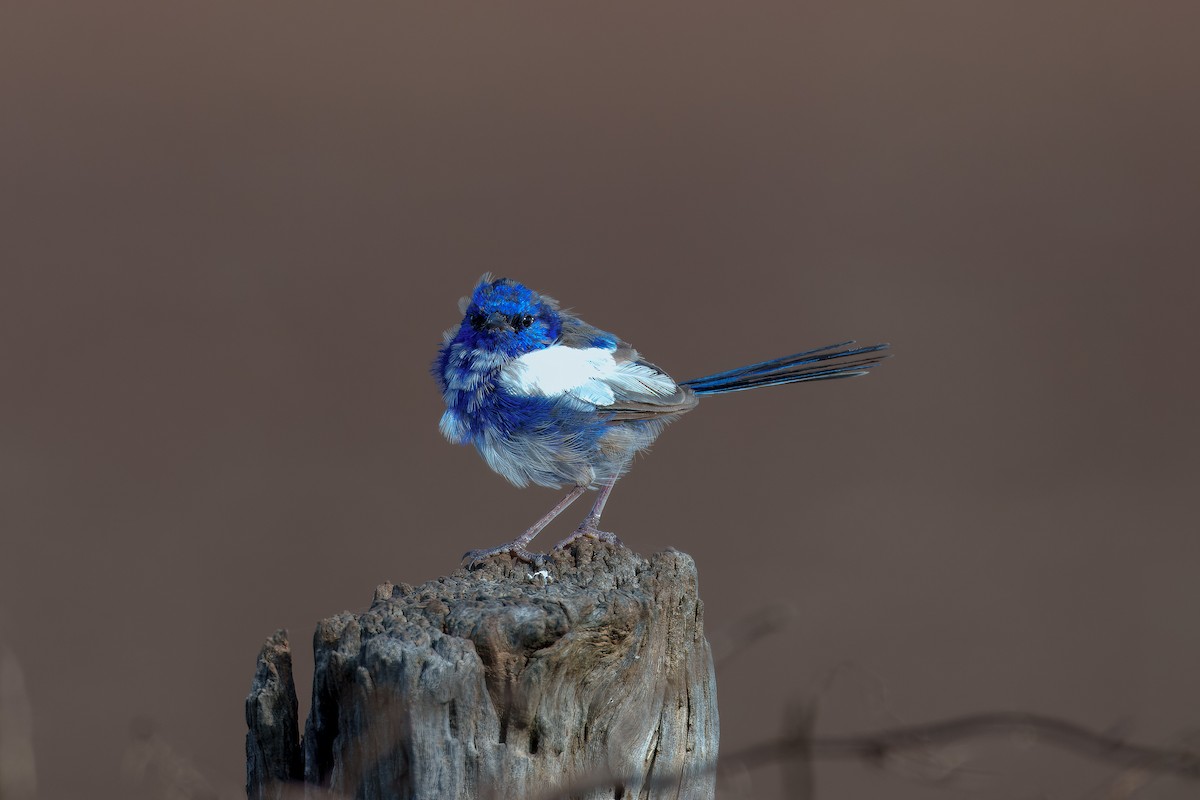 White-winged Fairywren - ML616758563