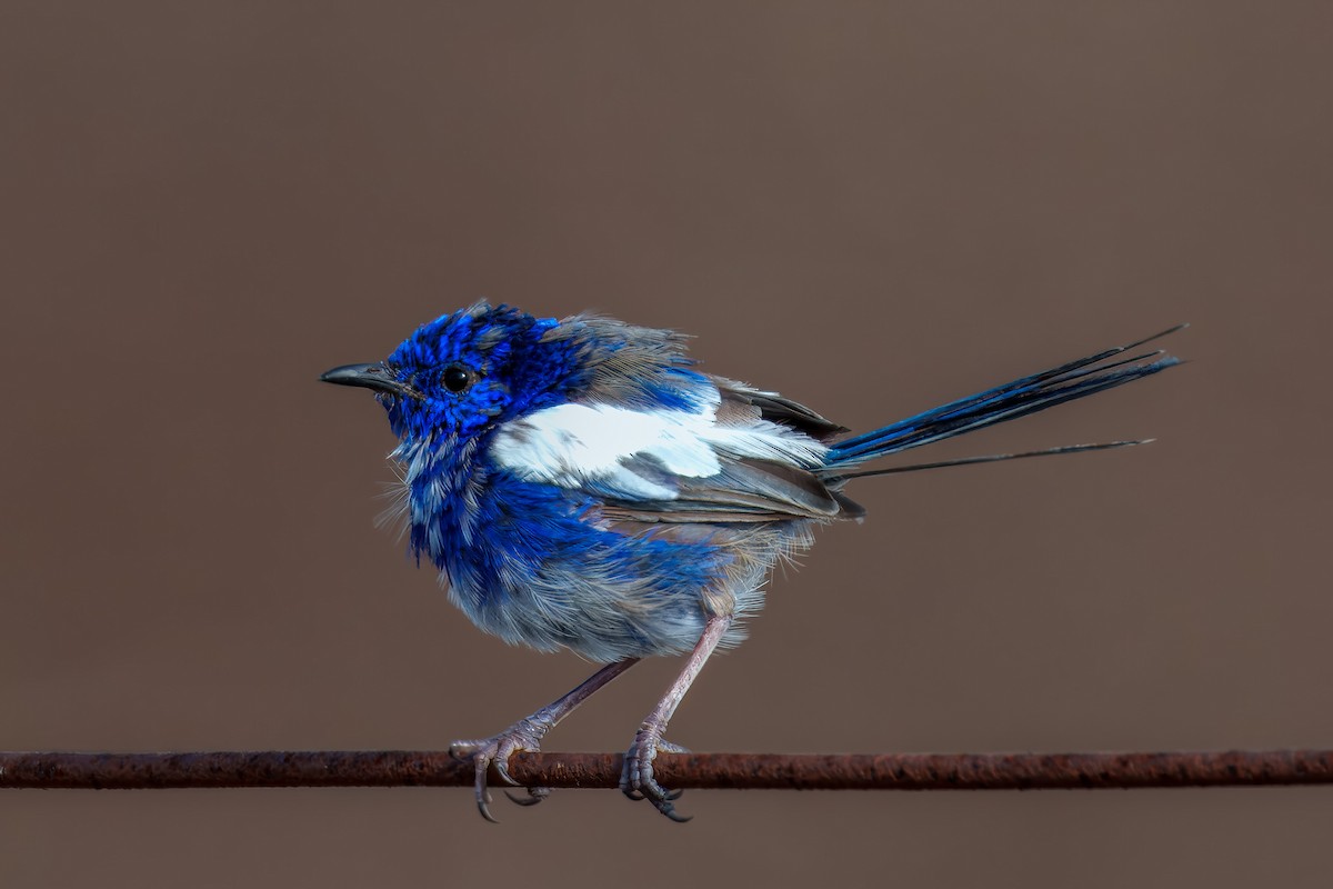 White-winged Fairywren - ML616758564