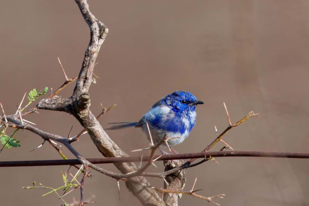 White-winged Fairywren - ML616758565