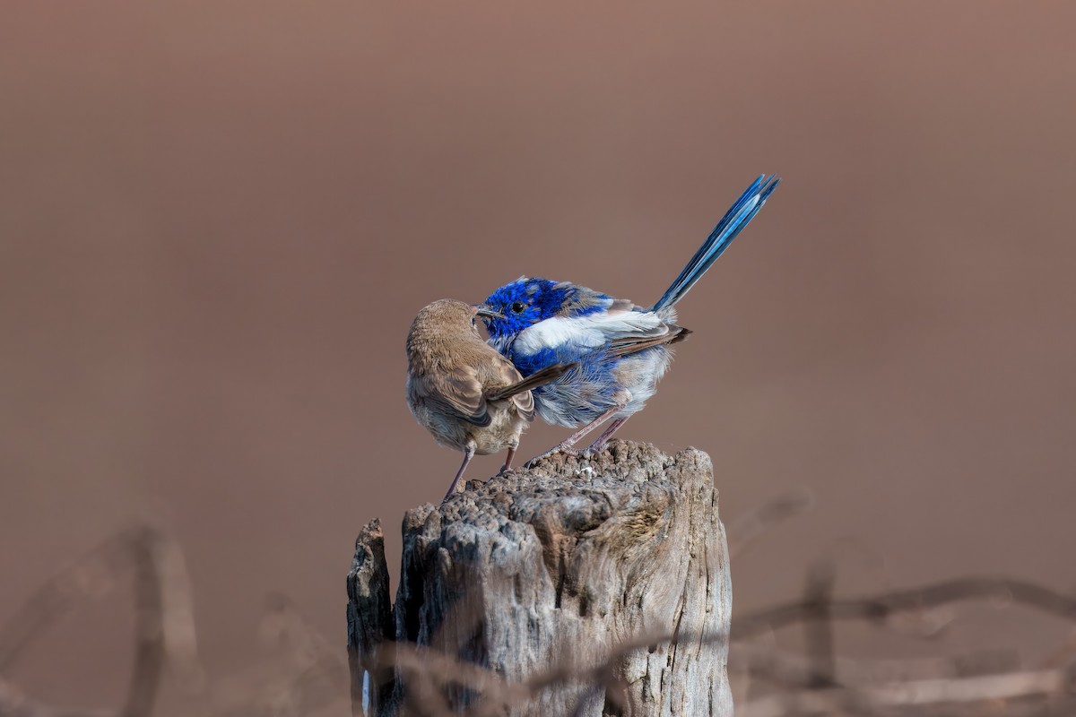 White-winged Fairywren - ML616758567