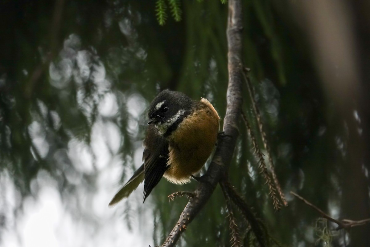 New Zealand Fantail - ML616758571