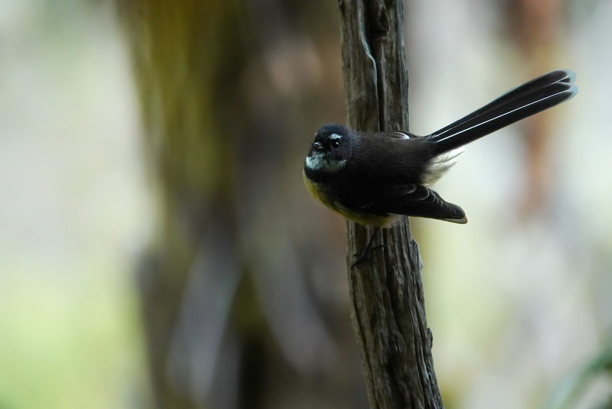 New Zealand Fantail - ML616758573