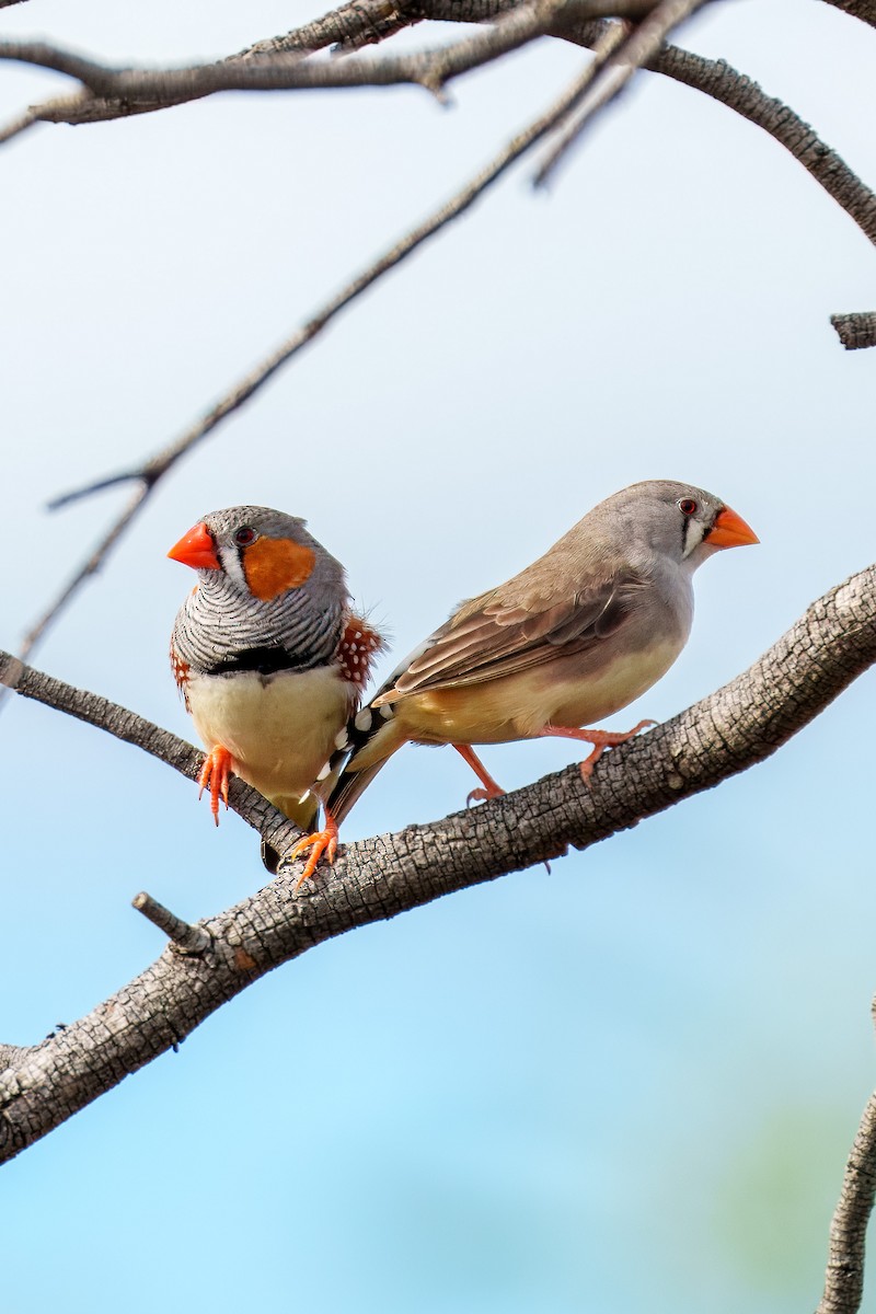 Zebra Finch - ML616758594