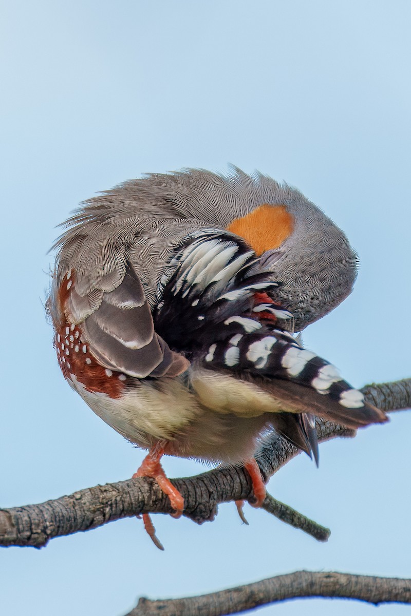 Zebra Finch - ML616758595