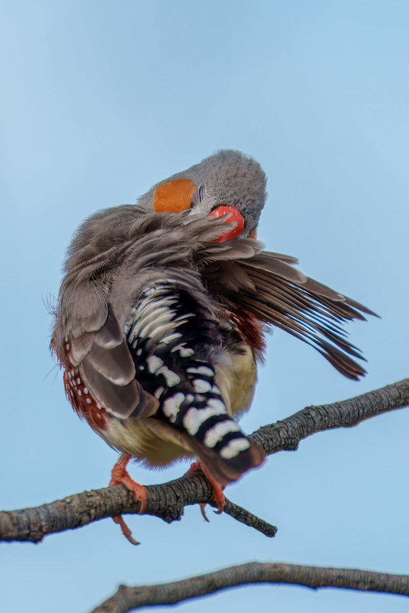 Zebra Finch - ML616758596