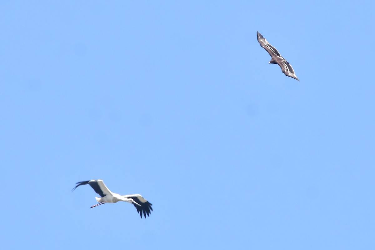 Greater Spotted Eagle - Giambi (鈞弼) Chang (張)