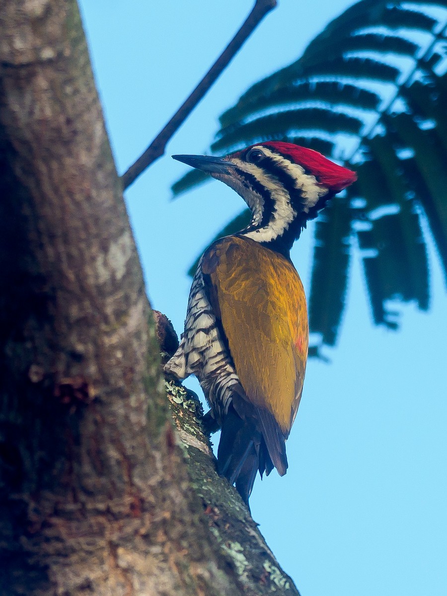 Common Flameback - Karyne Wee