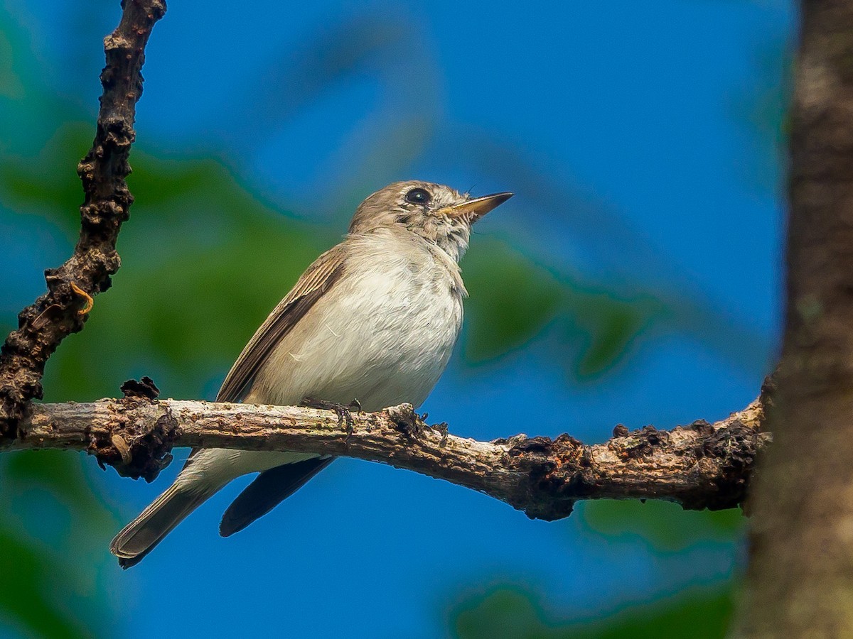 Asian Brown Flycatcher - ML616758746