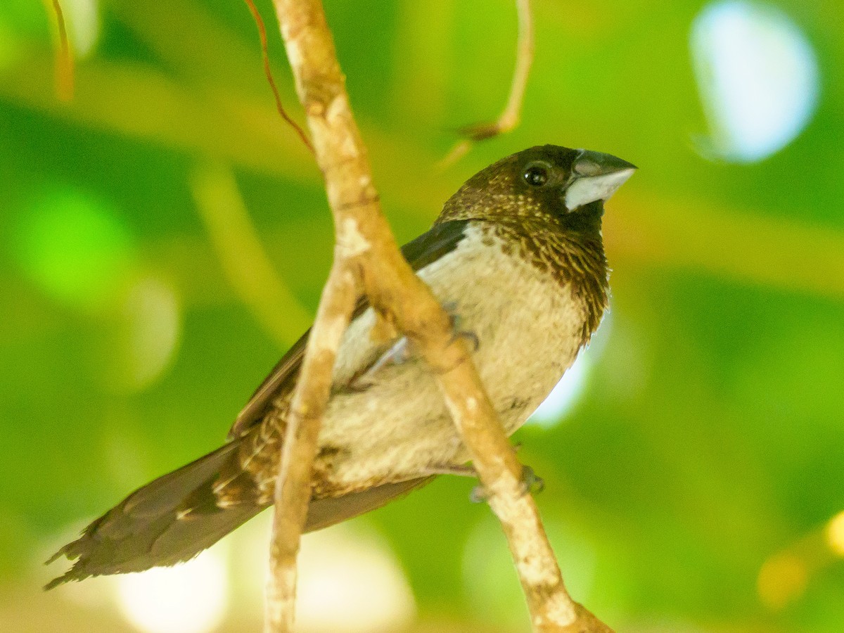 White-rumped Munia - ML616758773