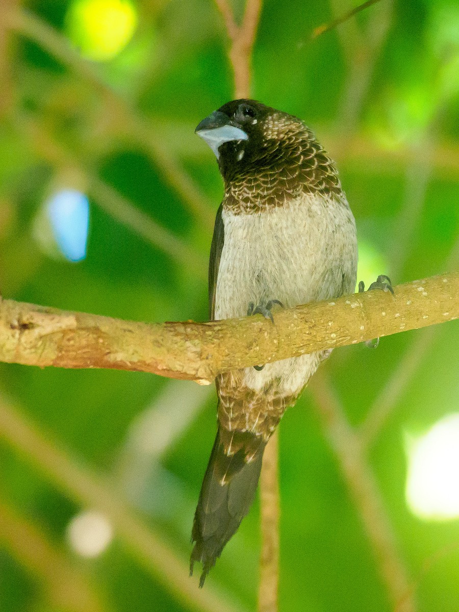 White-rumped Munia - ML616758778